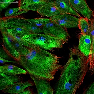 Cell staining 300px